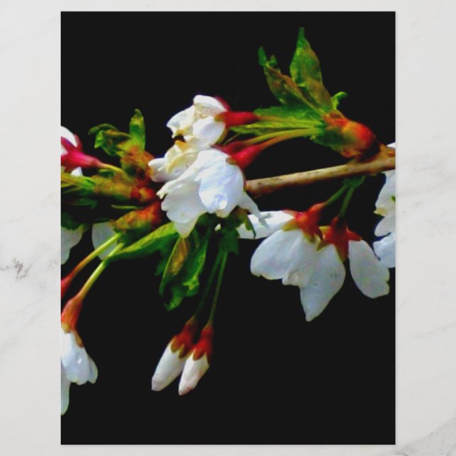 Flor branco branco esbranquiçado florescente (Frente)