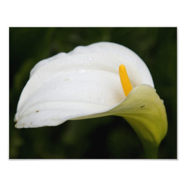 Flor Branco Satin Foto Alargamento (Frente)
