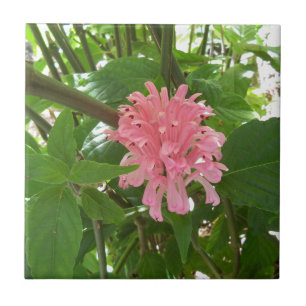 Flor brasileira da pena