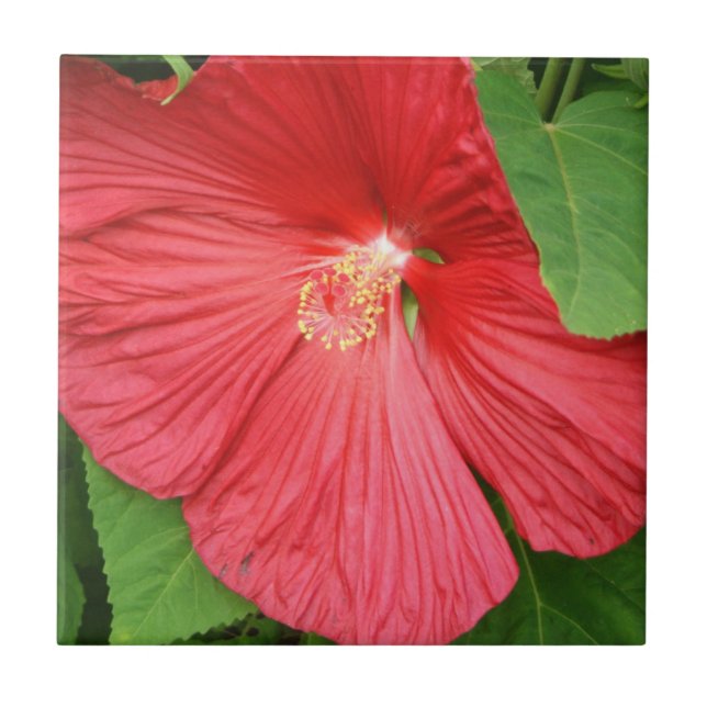 Flor Brilhante Magenta Hibiscus Floral (Frente)