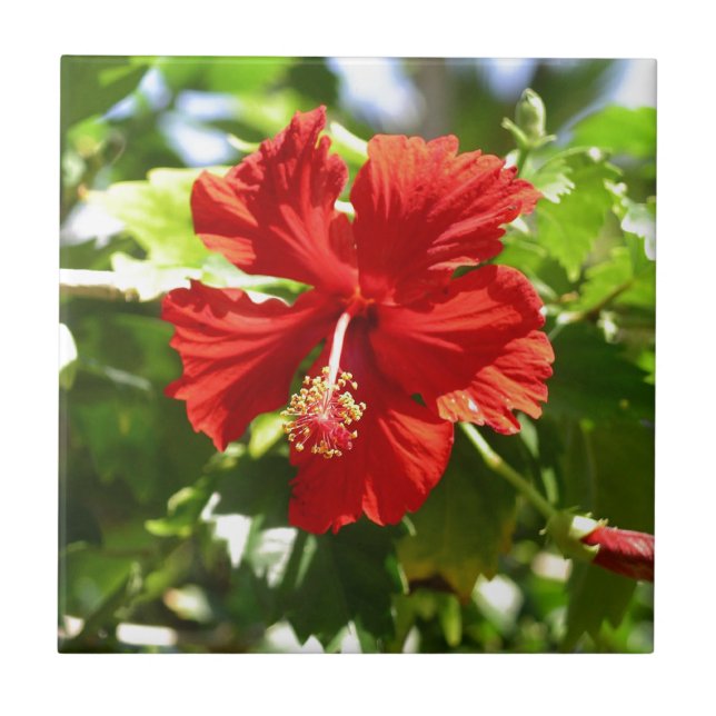 Flor Brilhante Red Havaiana Hibiscus (Frente)