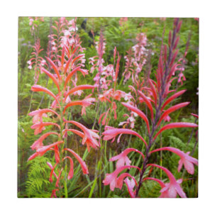 Flor Bugle Lily (Watsonia), Cabo Oriental