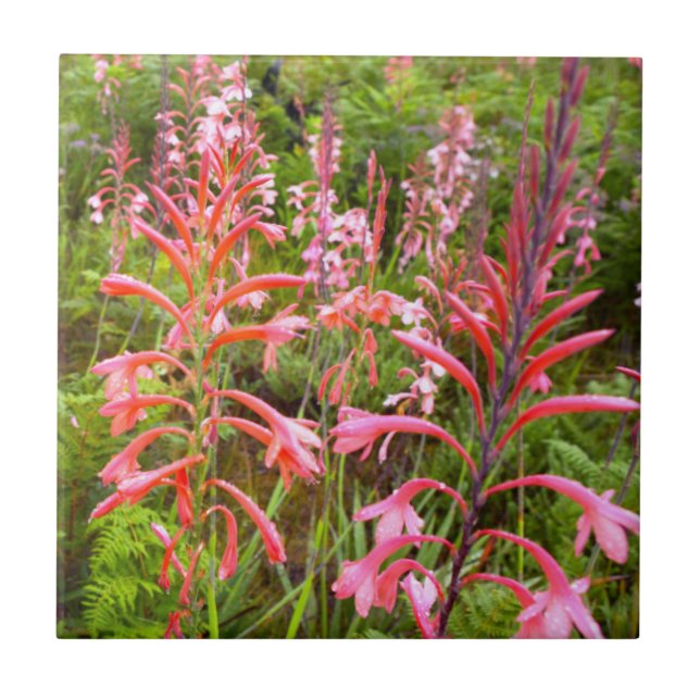Flor Bugle Lily (Watsonia), Cabo Oriental (Frente)