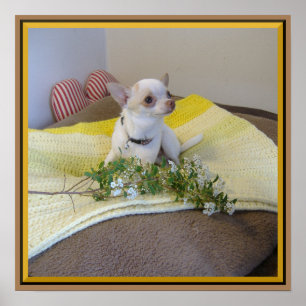 Flor Chihuahua Poster