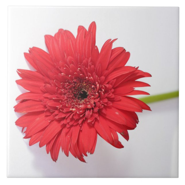 Flor Chrysanthemum Vermelho Laranja Floral (Frente)