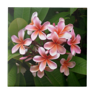 Flor cor-de-rosa bonita do Plumeria
