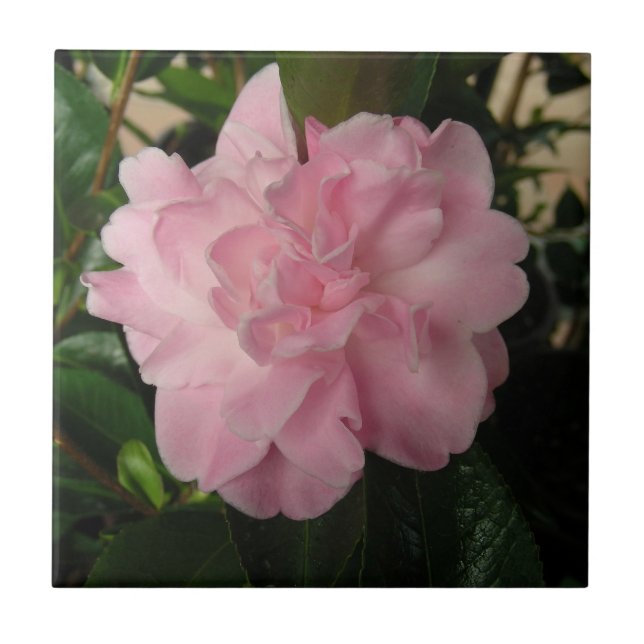 Flor cor-de-rosa bonito (Frente)