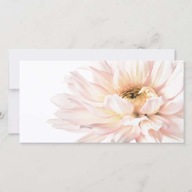 Flor cor-de-rosa da dália - as dálias (Frente)