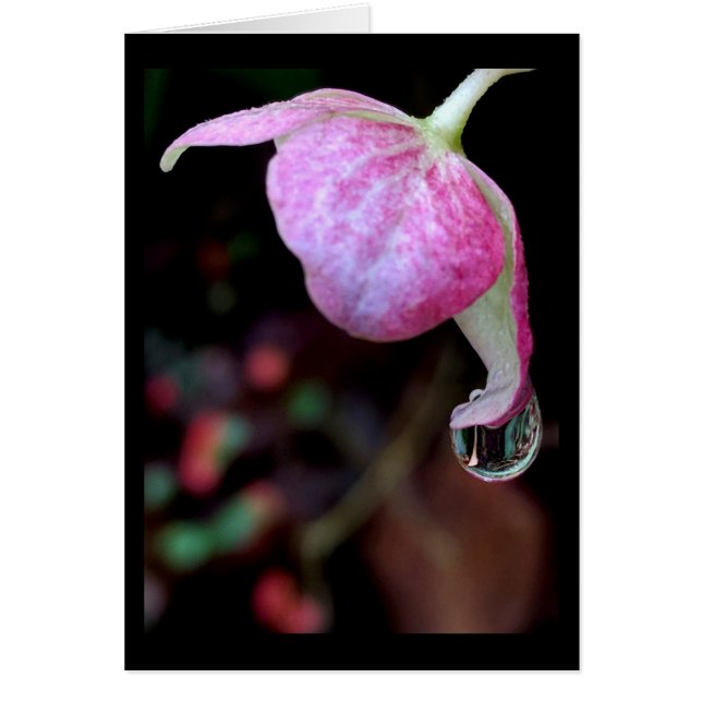 Flor cor-de-rosa do Hydrangea com o cartão vazio (Frente)