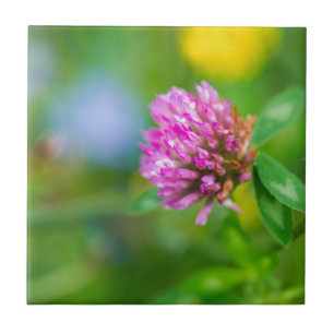 Flor cor-de-rosa do trevo