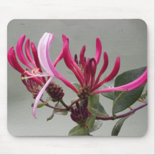 Flor cor-de-rosa Mousepad da madressilva