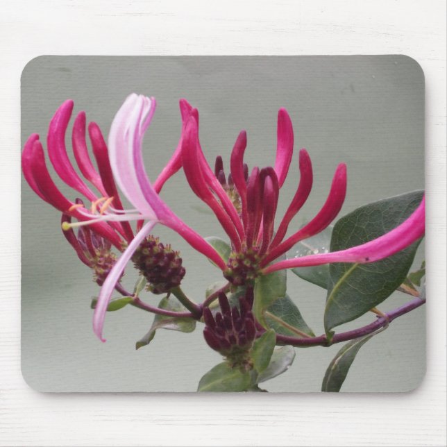 Flor cor-de-rosa Mousepad da madressilva (Frente)