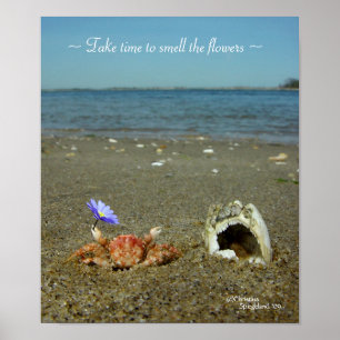 Flor Crab Ocean Poster