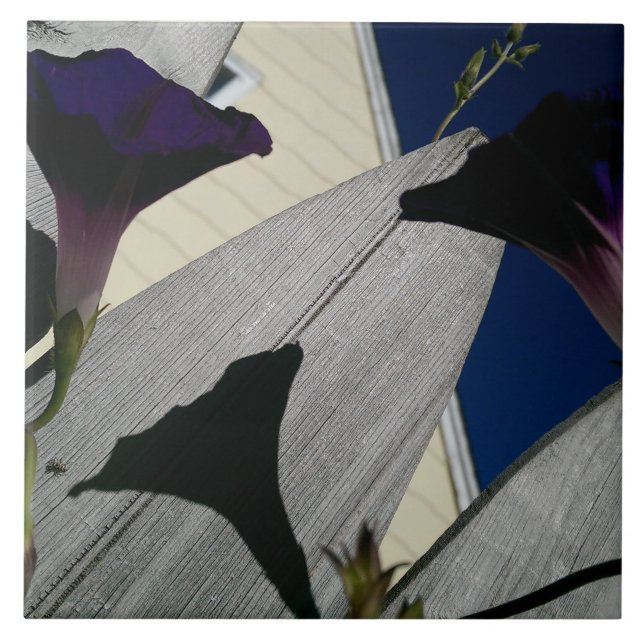 Flor da corriola (Frente)