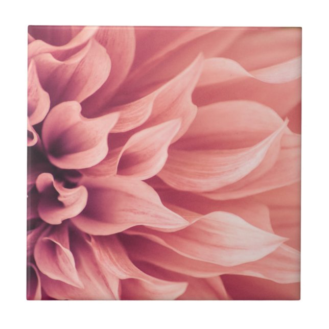 Flor da flor da dália (Frente)