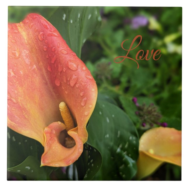 Flor da Manhã (Frente)