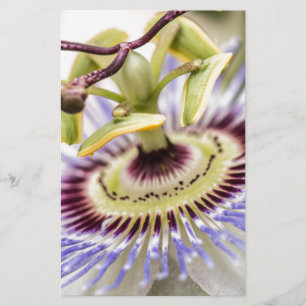 Flor da paixão
