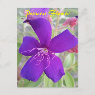 Flor da Princesa Roxa - cartão postal