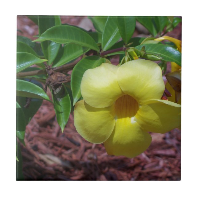 Flor de Alamanda amarela (Frente)