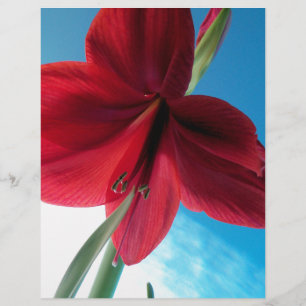 Flor de Amaryllis vermelho vívido