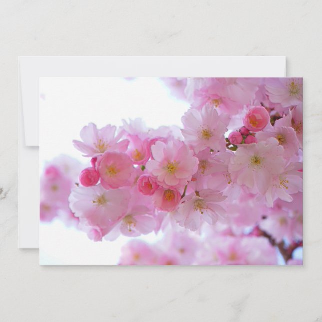 Flor de Árvore de Cereja Japonês (Frente)