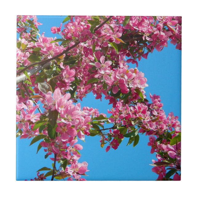 Flor de Árvore Rosa e Céu Azul (Frente)