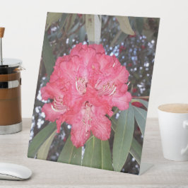 Flor de árvore vermelha