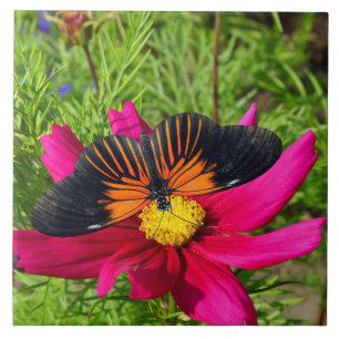 flor de áster mexicana com uma Doris Longwing