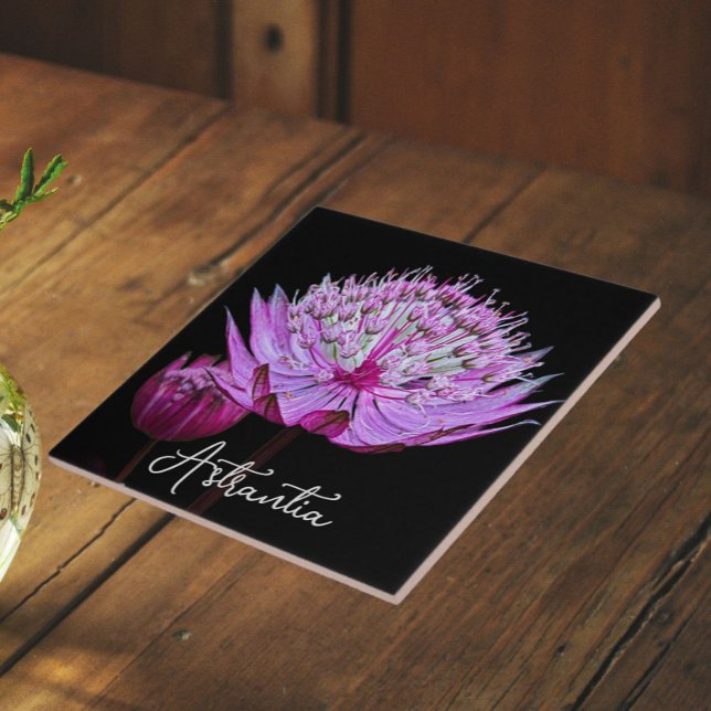 Flor de Astrantia Rosa em Fundo Preto Floral (In Situ)