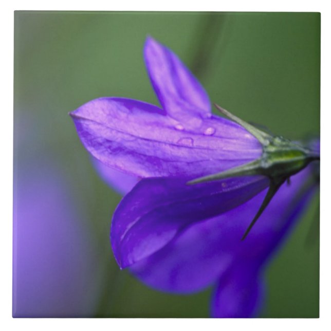 Flor de bluebell em Independence Pass em (Frente)