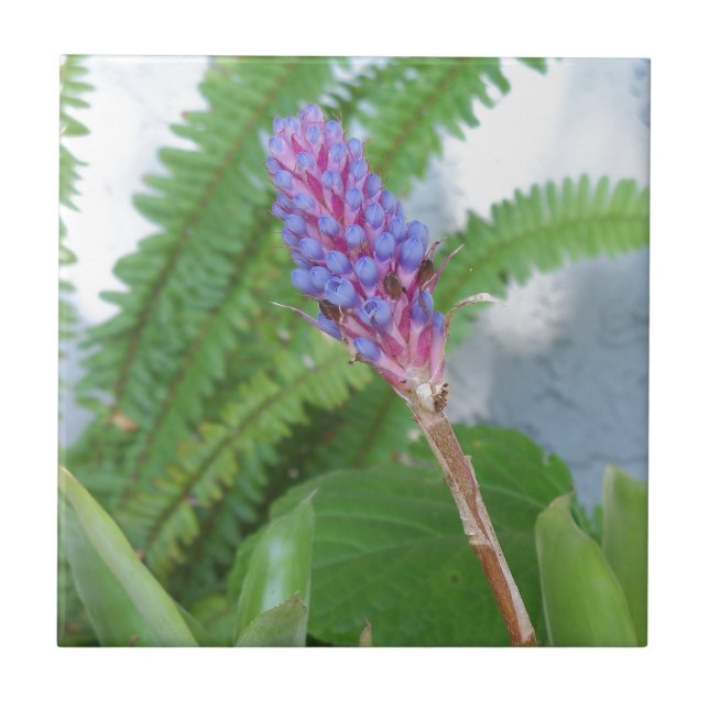 Flor de Bromelia de Cone Azul (Frente)
