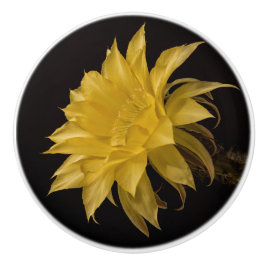 Flor de cacto amarelo em floração