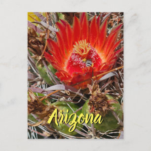 Flor de Cacto com Abelha, Cartão Postal do Arizona