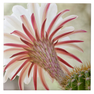 Flor de cacto noturno