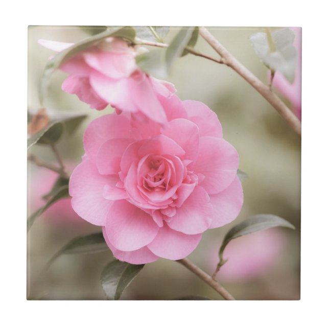 Flor de Camela Cor-de-Rosa Suave (Frente)