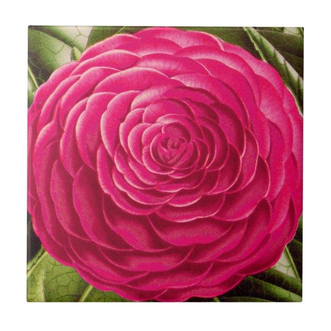 Flor de Camellia Grande, Rosa de Fuchsia (Frente)