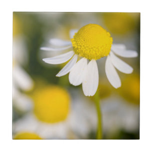 Flor de camomila close-up, Hungria