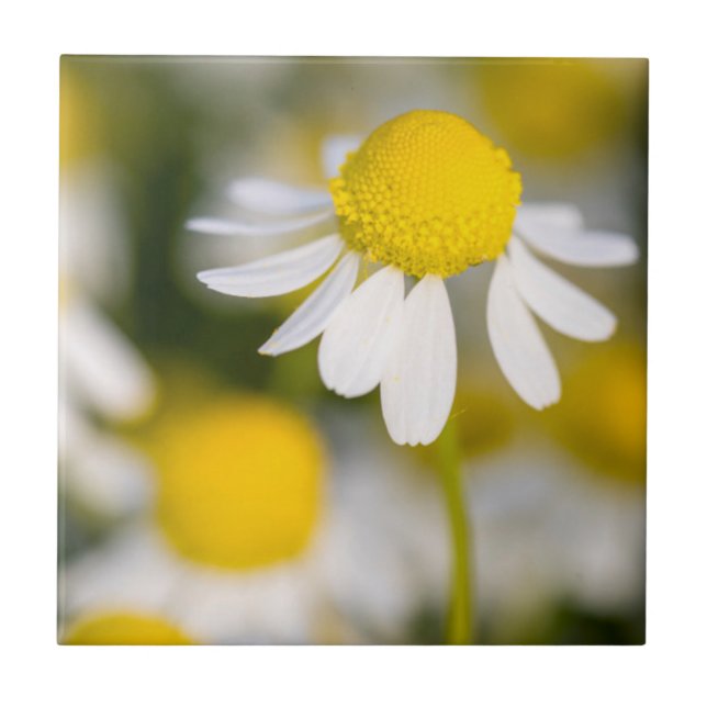 Flor de camomila close-up, Hungria (Frente)