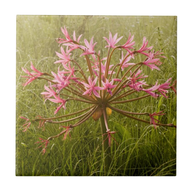 Flor de Candelabro (Brunsvigia Radulosa) (Frente)