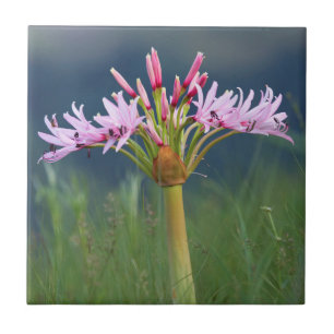 Flor de Candelabro (Brunsvigia Radulosa), Umgeni