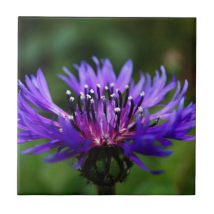 Flor de Centáurea Azul Florescem Paz Amor Destino