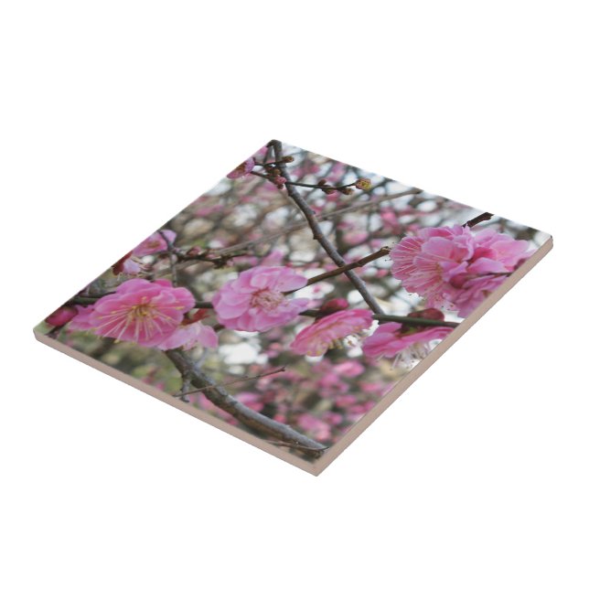 Flor de cereja rosa / Sakura / サ ク ラ(桜) (Lateral)