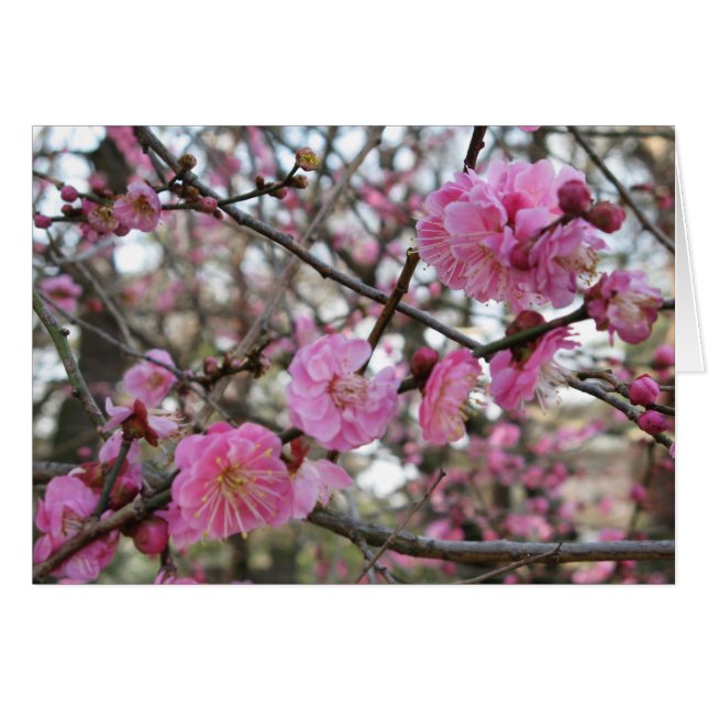 Flor de cereja rosa / Sakura / サ ク ラ(桜) Cartão (Frente Horizontal)