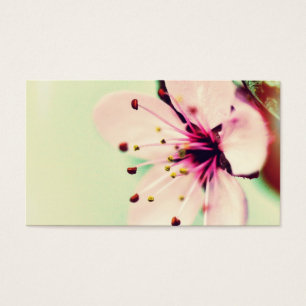 Flor de cerejeira bonito