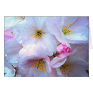 Flor de cerejeira - cartão