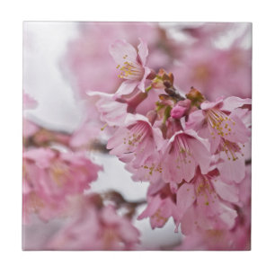 Flor de Cerejeira Sakura Rosa Pálido