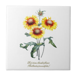 Flor de Cobertura Botânica Elegante