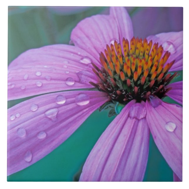 flor de cone roxo com gotas de água (Frente)