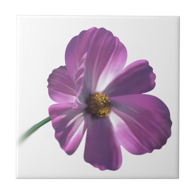 Flor de Cosmos (Frente)
