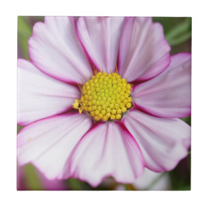 Flor de Cosmos (bidens formosa)